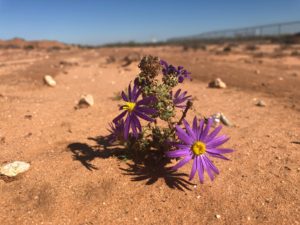 purple daisies in bloom during daytime