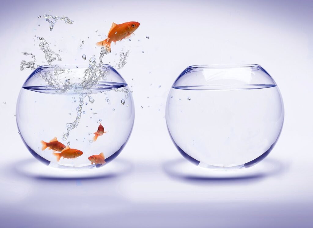 Goldfish_Jump